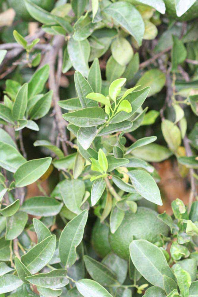              Sun leaves (Riverside, CA)       